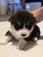 Rocket , a male Pembroke Welsh Corgi for sale in Olney Springs, CO – 3 of 4
