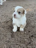 Dot, a female Pembroke Welsh Corgi for sale in Olney Springs, CO – 2 of 2