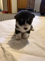 Rocket , a male Pembroke Welsh Corgi for sale in Olney Springs, CO – 4 of 4