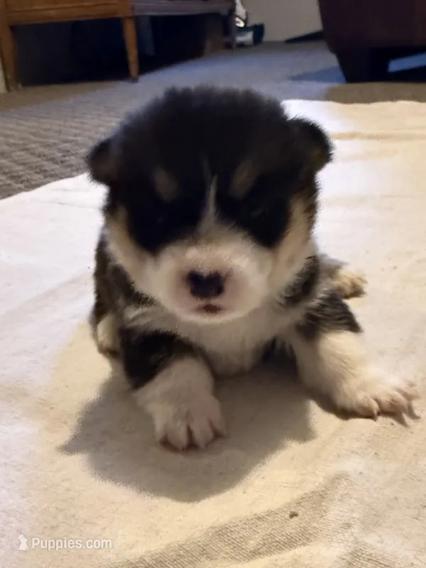 Rocket  – Pembroke Welsh Corgi puppy for sale in Olney Springs, CO