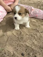 Vira , a female Pembroke Welsh Corgi for sale in Olney Springs, CO – 3 of 4