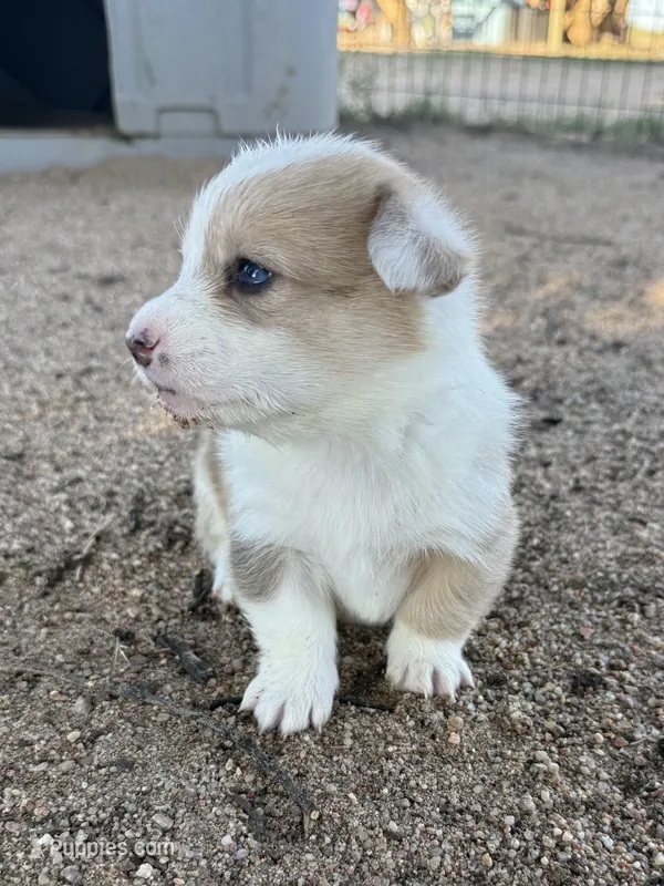 Dot – Pembroke Welsh Corgi puppy for sale in Olney Springs, CO