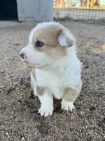 Dot, a female Pembroke Welsh Corgi for sale in Olney Springs, CO – 1 of 2