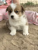Vira , a female Pembroke Welsh Corgi for sale in Olney Springs, CO – 2 of 4