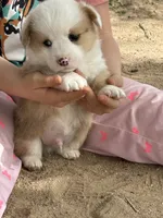 Reece, a male Pembroke Welsh Corgi for sale in Olney Springs, CO – 4 of 4