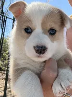 Dot, a female Pembroke Welsh Corgi for sale in Olney Springs, CO – 7 of 7