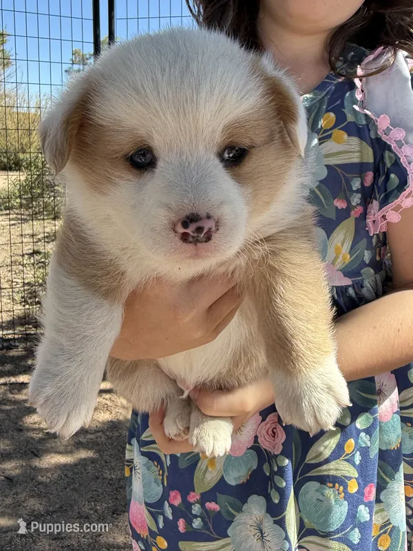 Reece – Pembroke Welsh Corgi puppy for sale in Olney Springs, CO