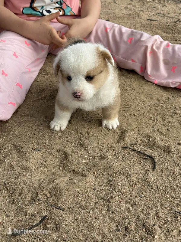 Reece – Pembroke Welsh Corgi puppy for sale in Olney Springs, CO