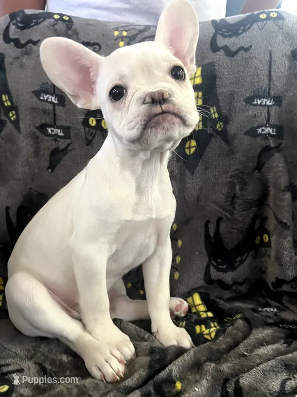 BonBon – French Bulldog puppy for sale in Fresno, CA