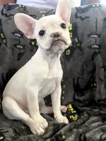 BonBon, a female French Bulldog for sale in Fresno, CA – 1 of 6