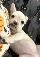 BonBon, a female French Bulldog for sale in Fresno, CA – 3 of 6