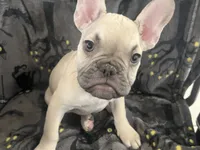 Quasimodo, a male French Bulldog for sale in Fresno, CA – 4 of 4