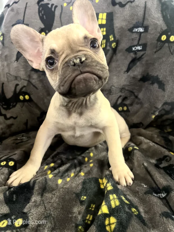 Scooby Junior – French Bulldog puppy for sale in Fresno, CA