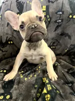 Scooby Junior, a male French Bulldog for sale in Fresno, CA – 1 of 4