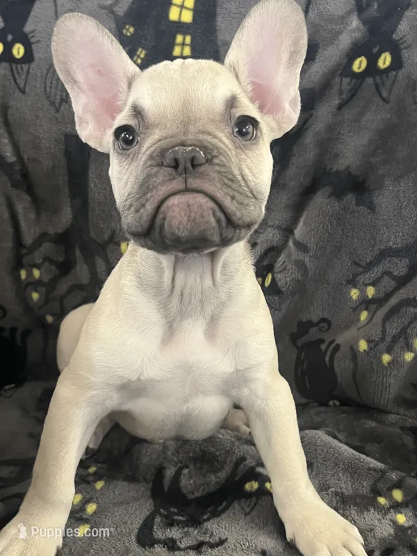 Quasimodo – French Bulldog puppy for sale in Fresno, CA