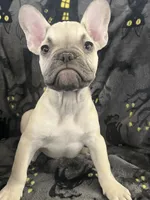 Quasimodo, a male French Bulldog for sale in Fresno, CA – 1 of 4