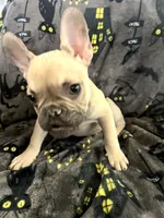 Scooby Junior, a male French Bulldog for sale in Fresno, CA – 4 of 4