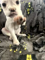 BonBon, a female French Bulldog for sale in Fresno, CA – 5 of 6
