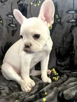 BonBon, a female French Bulldog for sale in Fresno, CA – 2 of 6