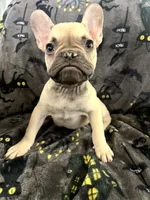 Scooby Junior, a male French Bulldog for sale in Fresno, CA – 3 of 4