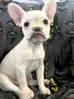BonBon, a female French Bulldog for sale in Fresno, CA – 6 of 6