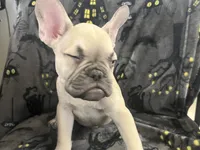 Quasimodo, a male French Bulldog for sale in Fresno, CA – 3 of 4