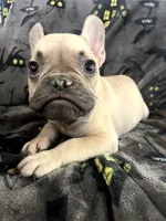 Scooby Junior, a male French Bulldog for sale in Fresno, CA – 2 of 4