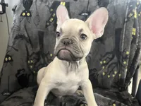 Quasimodo, a male French Bulldog for sale in Fresno, CA – 2 of 4