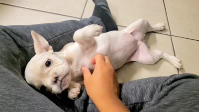 BonBon, a female French Bulldog for sale in Fresno, CA – 4 of 6