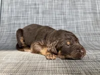 Reesie , a female Great Dane and Labrador Retriever for sale in Greensboro, NC – Photo 4 of 4