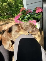 Reesie , a female Great Dane and Labrador Retriever for sale in Greensboro, NC – Photo 2 of 4