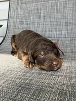 Reesie , a female Great Dane and Labrador Retriever for sale in Greensboro, NC – Photo 3 of 4