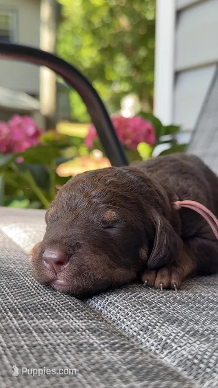 Reesie  – Great Dane, Labrador Retriever puppy for sale in Greensboro, NC