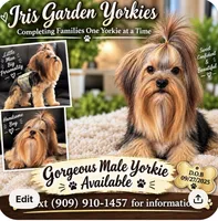 Bear, a male Yorkshire Terrier for sale in Palm Springs, CA – 8 of 8