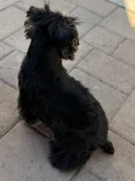 AKC boy 1, a male Yorkshire Terrier for sale in Redlands, CA – Photo 5 of 6