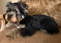 AKC boy 1, a male Yorkshire Terrier for sale in Redlands, CA – Photo 4 of 6