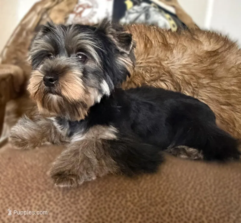 AKC boy 1 – Yorkshire Terrier puppy for sale in Redlands, CA