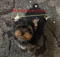 Love bug 2, a male Yorkshire Terrier for sale in Redlands, CA – Photo 2 of 5