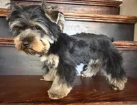 AKC boy 1, a male Yorkshire Terrier for sale in Redlands, CA – Photo 2 of 6