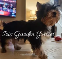 Love bug 2, a male Yorkshire Terrier for sale in Redlands, CA – Photo 5 of 5