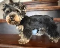 AKC boy 1, a male Yorkshire Terrier for sale in Redlands, CA – Photo 3 of 6
