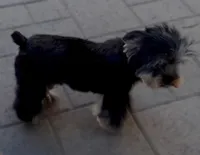 AKC boy 1, a male Yorkshire Terrier for sale in Redlands, CA – Photo 6 of 6