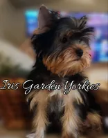 Love bug 2, a male Yorkshire Terrier for sale in Redlands, CA – Photo 1 of 5