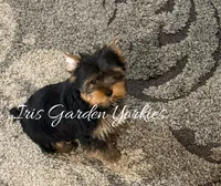 Love bug 2, a male Yorkshire Terrier for sale in Redlands, CA – Photo 3 of 5
