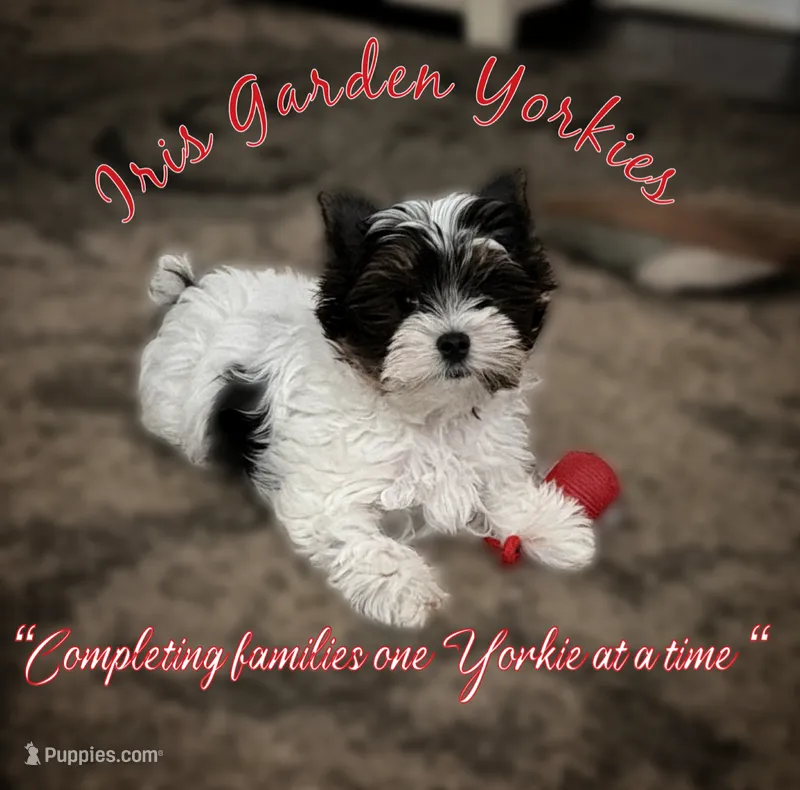 Parti Boy – Yorkshire Terrier puppy for sale in Palm Springs, CA