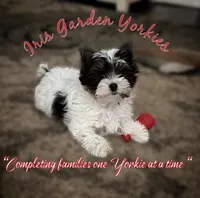 Parti Boy, a male Yorkshire Terrier for sale in Palm Springs, CA – 1 of 6