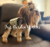 Bear, a male Yorkshire Terrier for sale in Palm Springs, CA – 2 of 6