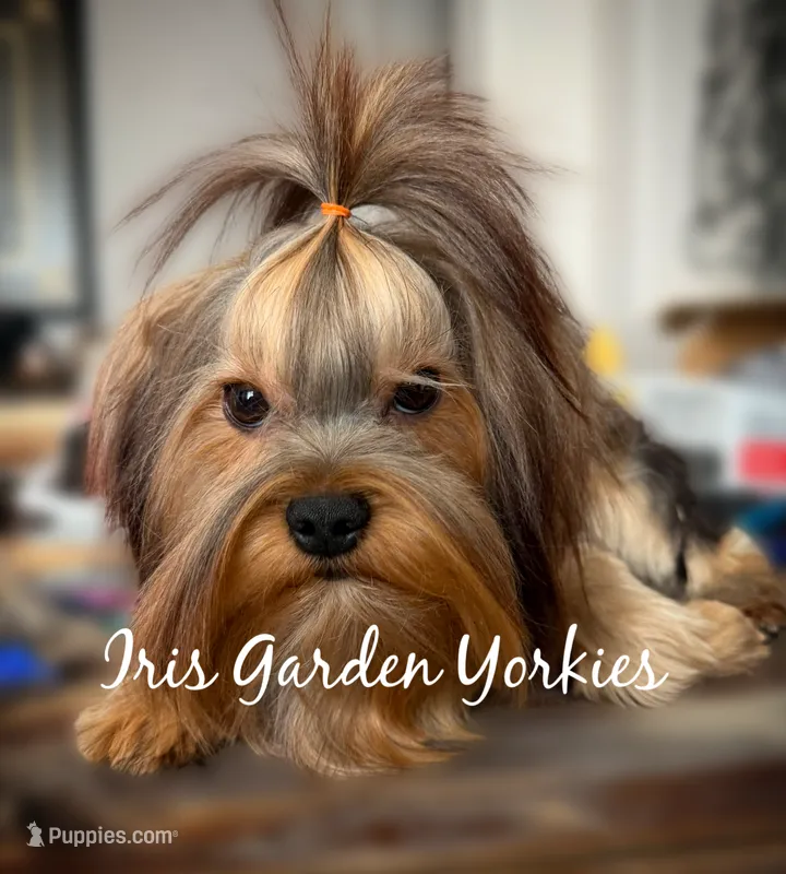 Bear – Yorkshire Terrier puppy for sale in Palm Springs, CA