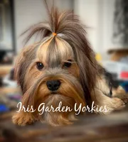 Bear, a male Yorkshire Terrier for sale in Palm Springs, CA – 1 of 6