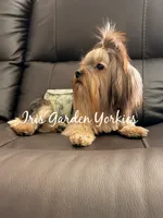 Bear, a male Yorkshire Terrier for sale in Palm Springs, CA – 6 of 6